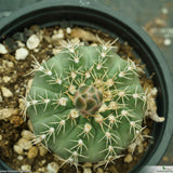 Gymnocalycium quehlianum var. albispinus