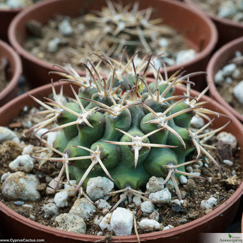 Gymnocalycium schickendantzii