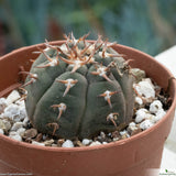 Gymnocalycium spegazzinii var. unguispinum