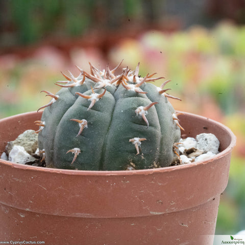 Gymnocalycium spegazzinii var. unguispinum