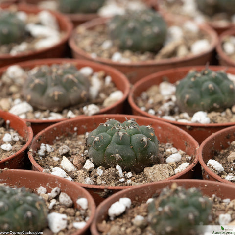 Gymnocalycium vatteri unguispinus