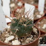 Gymnocalycium weisianum cinerascens