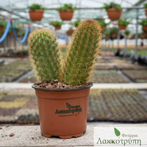 Haageocereus chosicensis