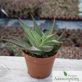 Haworthia limifolia spiralis