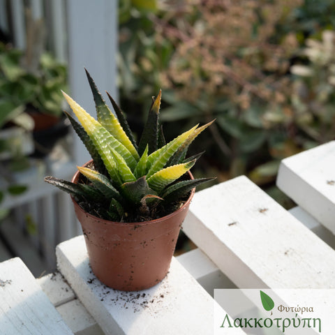 Haworthia limifolia variagata