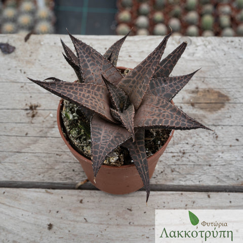 Haworthia tesselata