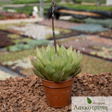 Haworthia cooperi