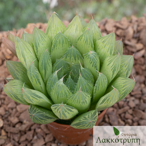 Haworthia cooperi