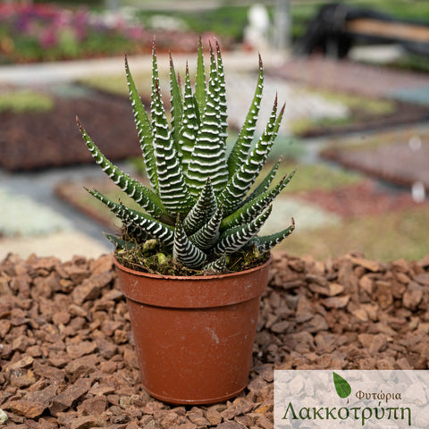 Haworthia fasciata