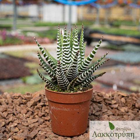 Haworthia fasciata "Big band"