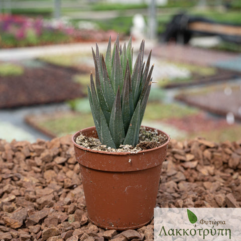 Haworthia glauca