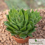 Haworthia herbacea