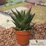Haworthia limifolia