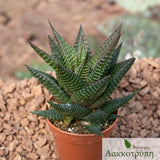 Haworthia limifolia