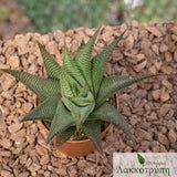 Haworthia limifolia spiralis