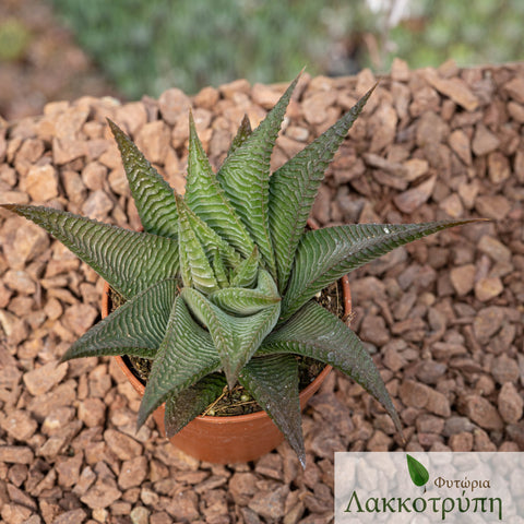 Haworthia limifolia spiralis