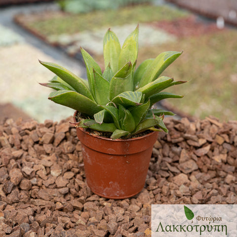 Haworthia nitidula