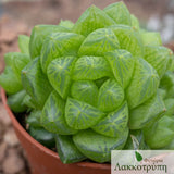 Haworthia obtusa