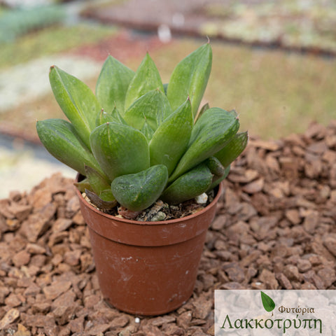 Haworthia planifolia