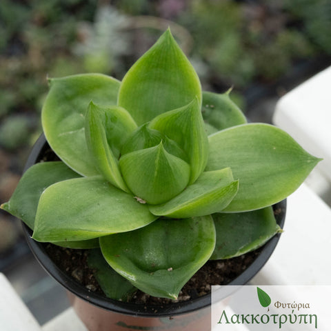 Haworthia planifolia agavoides