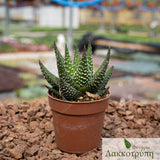 Haworthiopsis attenuata