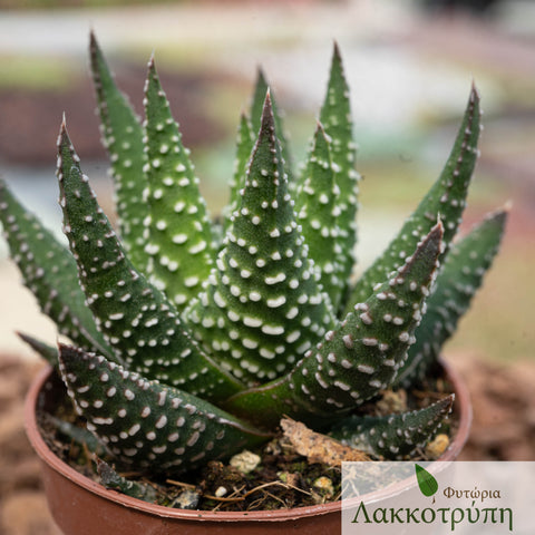 Haworthiopsis attenuata