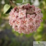 Hoya carnosa compacta