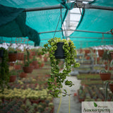 Hoya carnosa compacta