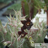 Caralluma hesperidum