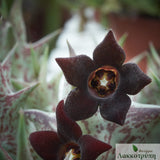 Caralluma hesperidum