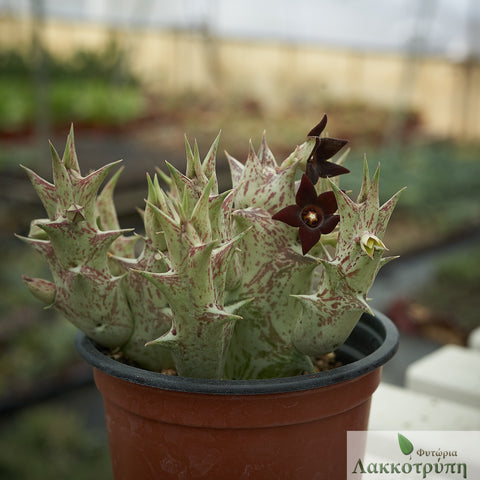 Caralluma hesperidum
