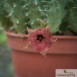 Huernia macrocarpa