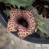 Huernia hislopii