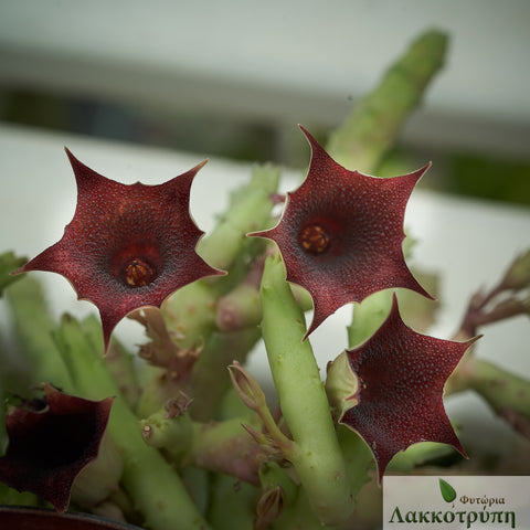 Huernia pendula