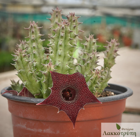 Huernia keniensis