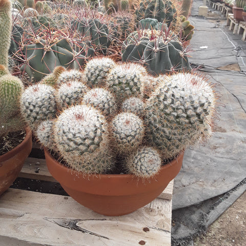 Mammillaria bobycina