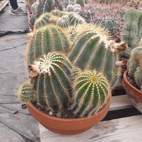 Notocactus warracii