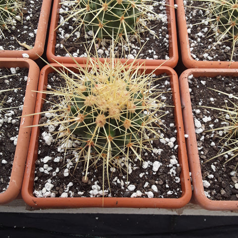 Echinocactus grussoni san Juan capistrano