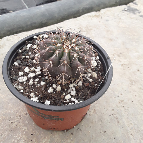 Discocactus pachythele