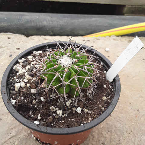 Discocactus latispinus
