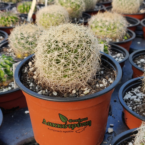 Discocactus araneispinus