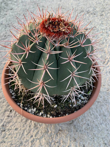 Melocactus matanzanus