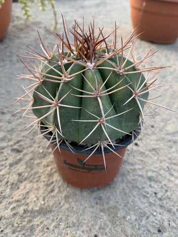 Melocactus matanzanus