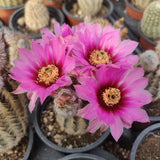 Echinocereus reichenbachii fitchii
