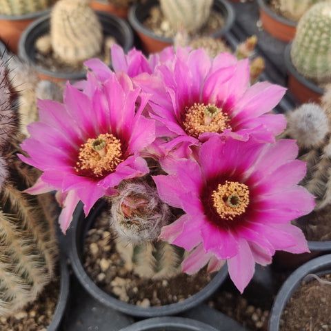 Echinocereus reichenbachii fitchii