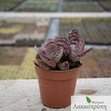 Kalanchoe humilis partridge