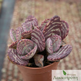 Kalanchoe humilis partridge