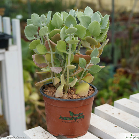 Kalanchoe millottii