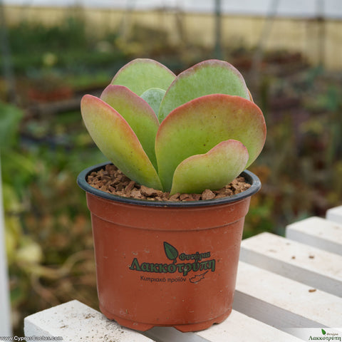 Kalanchoe thyrsiflora
