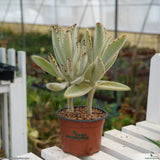 Kalanchoe tomentosa nigra
